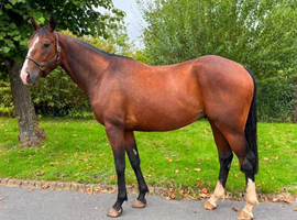 Lovely Irish Draught x Tb Gelding standing at 16hh