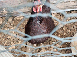 Rhode Island red miniature Hen