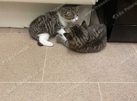 Kitten