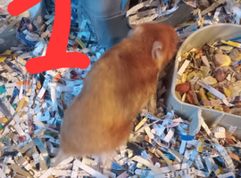 I have 3 Syrian hamster for sale