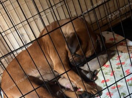 Bullmastiff cross old English bulldog