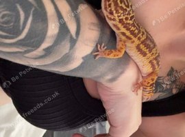 Leopard gecko