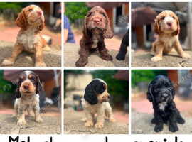 Show cocker spaniel