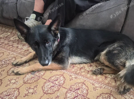 Rehome