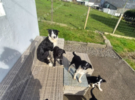 1 female border collie pup for sale