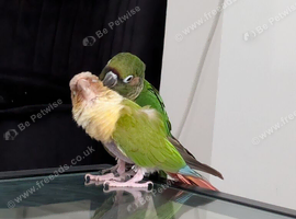 Conures