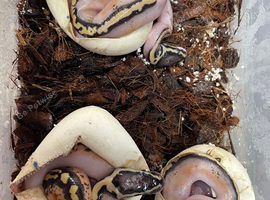 Various baby royals