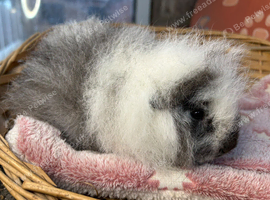 Swiss baby boy guinea pig