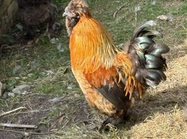 Free Bantam Cock