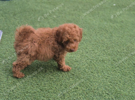 Male toy poodle