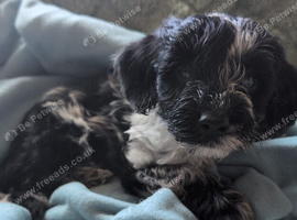 Male Cockapoo puppy