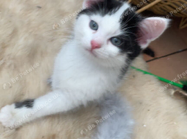 Main coon mix kitten