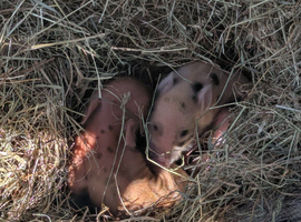 Julianna Micro 't-cup' Piglets