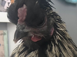 cockerel for sale