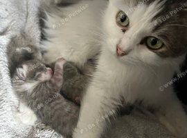 2 male kittens