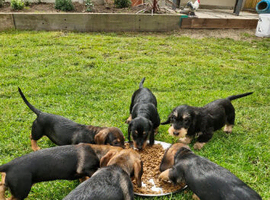 Adorable Wired and Pin Hair Dachshund / Teckel Puppies kc registered