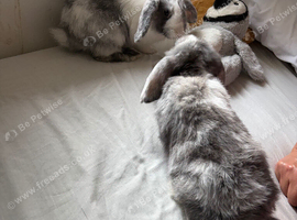2 lovely friendly mini lops