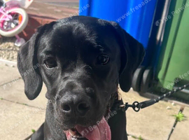 Female 7 month old cane Corsa dog