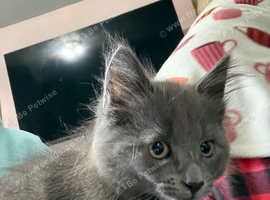 12 week old kitten