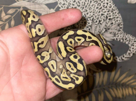 Some baby's and juvenile