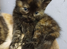 1 girl Siberian mix kitten