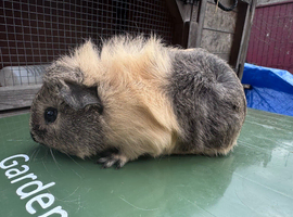 Baby guinea pigs
