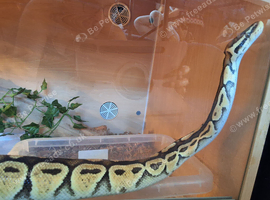 Bull python