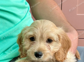 CavaJack Puppies