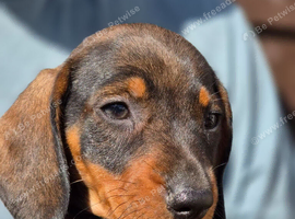Wirehaired dachshund teckel pups