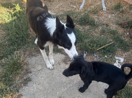 Borador dog Puppy