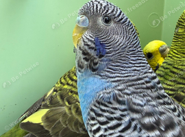 Black face and black wing budgies available