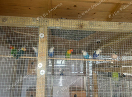 3 breeding pairs of lovebirds for sale