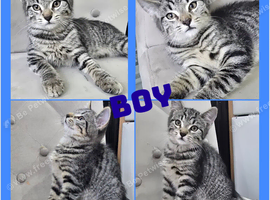 X4 pretty kittens ready now