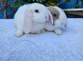 Mini Plush Lops Pure bred