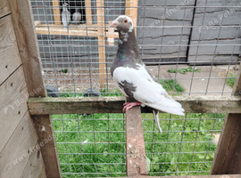 Pigeon for sale