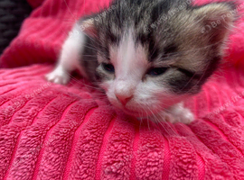 Kittens