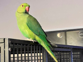 Stunning young Indian ringnick parrot