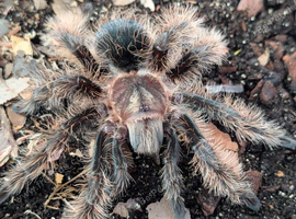 Tarantulas for sale