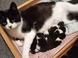5 males ready for homes