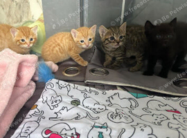 Pretty kittens