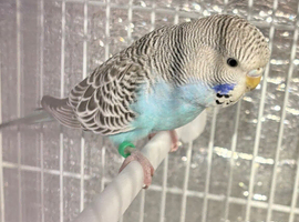 Baby budgies