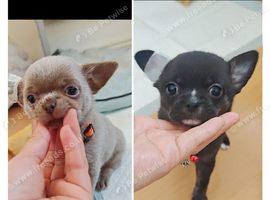 &pound;1,050 Only -LAST BOY️ Pedigree Chihuahua puppies