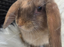 Beautiful mini lops boys and girls avalible .