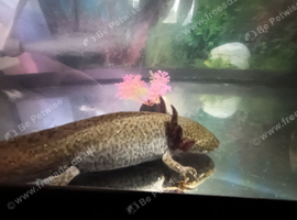 Axolotl for sale
