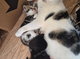 Gorgeous kittens
