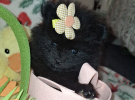 Pomeranian