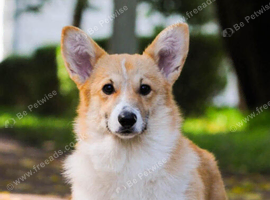 KC Pembroke Corgis