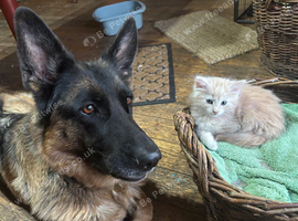 Lovely Kittens - ready to leave now