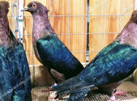 RARE GREEN WING ARCHANGEL PIGEONS