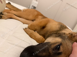 German Shepherd x Belgian Malinois